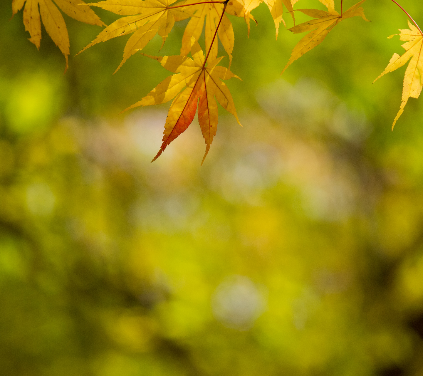 黄　紅葉　シンプル・秋　スマートフォン壁紙