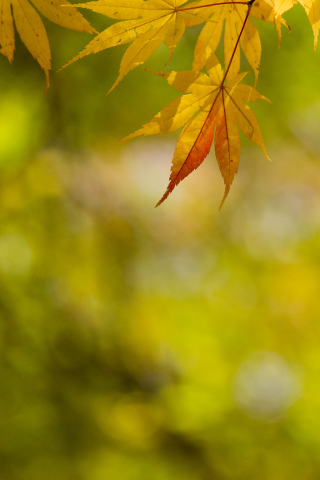 黄　紅葉　シンプル・秋　スマートフォン壁紙