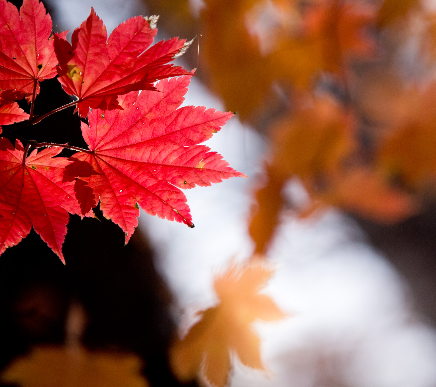 真っ赤な紅葉　シンプル・秋　スマートフォン壁紙