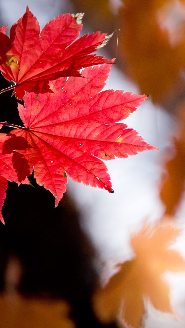 真っ赤な紅葉　シンプル・秋　スマートフォン壁紙