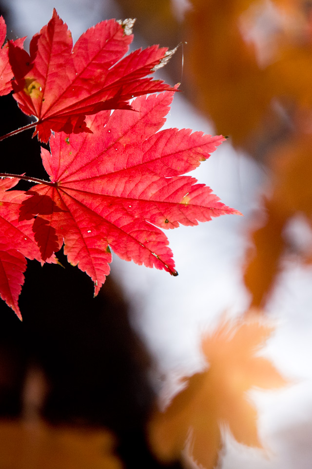 真っ赤な紅葉　シンプル・秋　スマートフォン壁紙