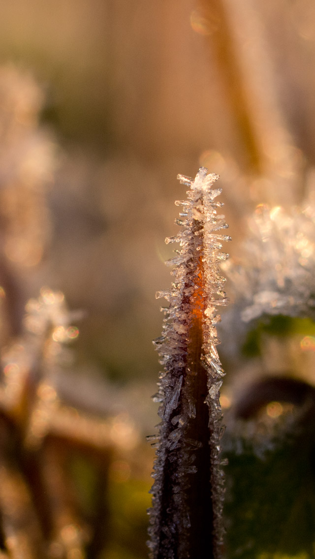 朝日に照らされた霜の結晶　シンプル・冬　スマートフォン壁紙