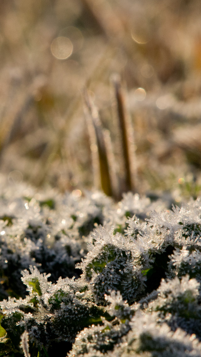 草むらの霜　冬の景色　スマートフォン壁紙