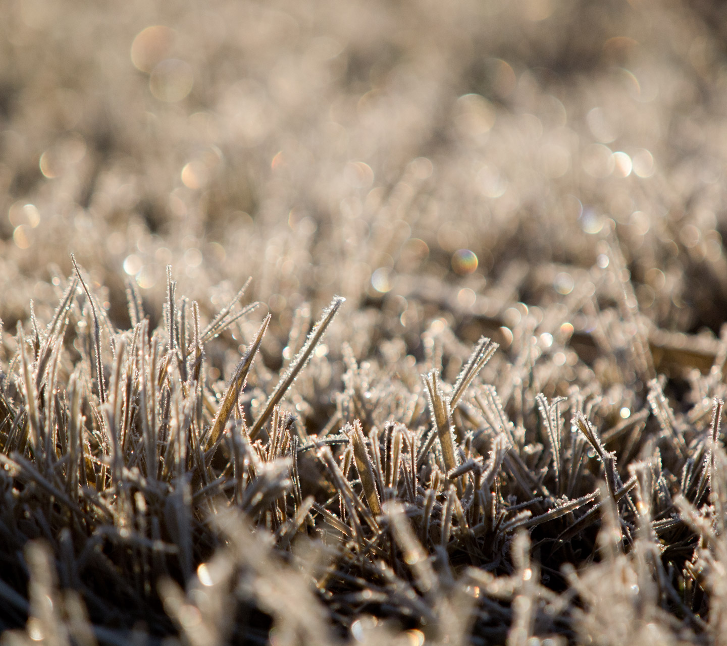 霜で草むらが真っ白　冬の景色　スマートフォン壁紙