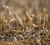 草むらの霜　シンプル・冬のスマートフォン壁紙