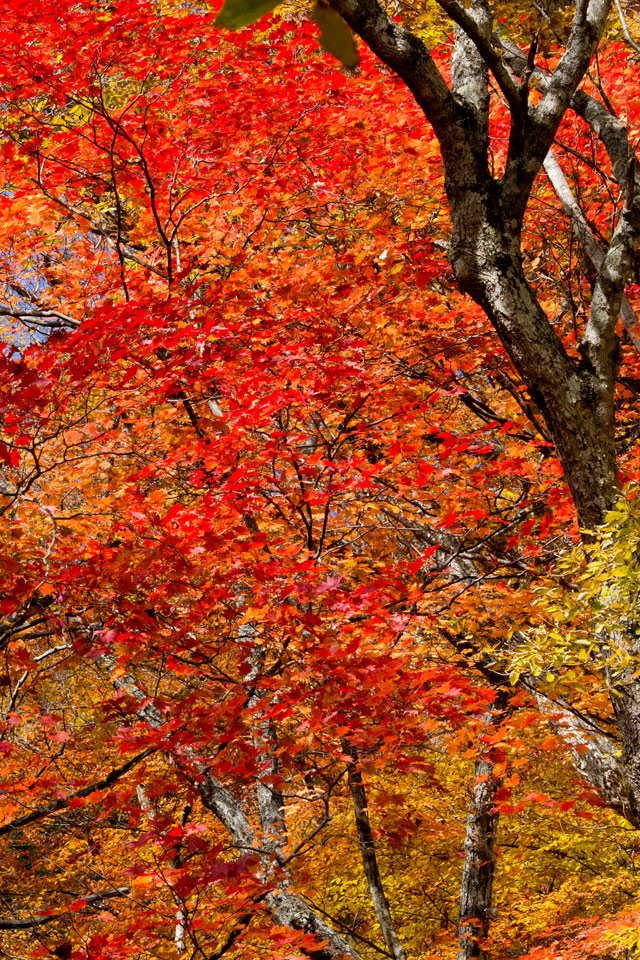 中善寺湖畔の真っ赤な紅葉　紅葉　スマートフォン壁紙
